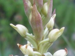 Satyrium ligulatum spike tip